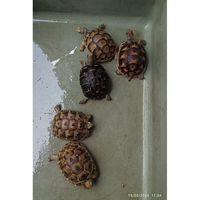 figure tortoise golden greek