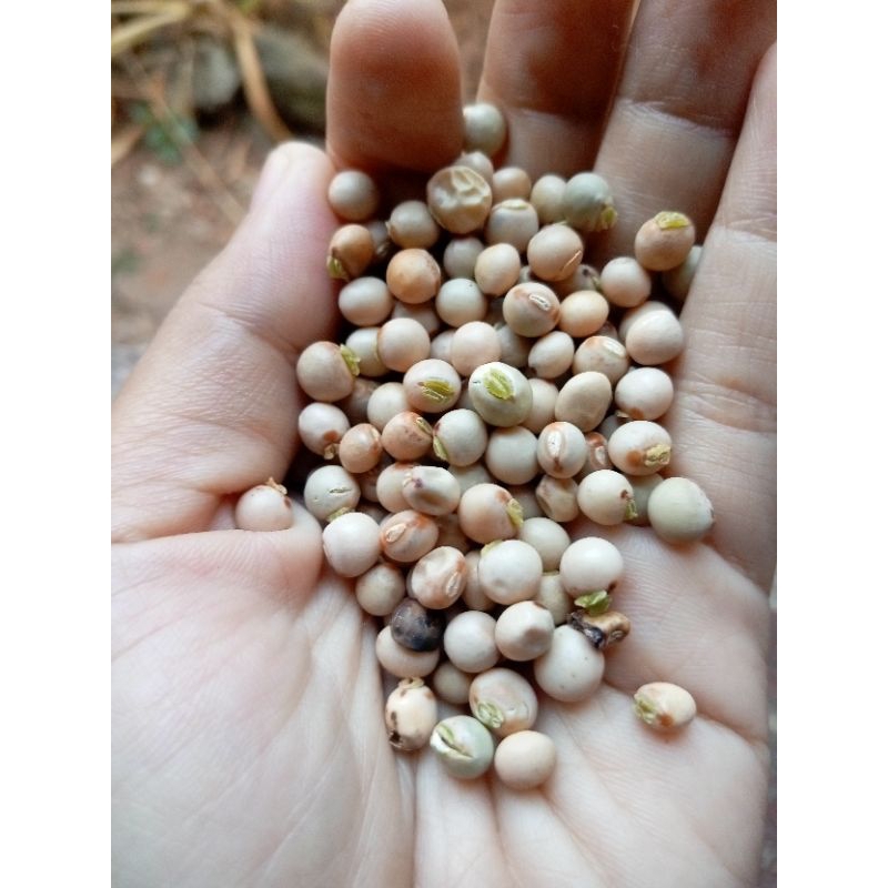 

KACANG GUDE KERING 250 GRAM (KERING POHON)