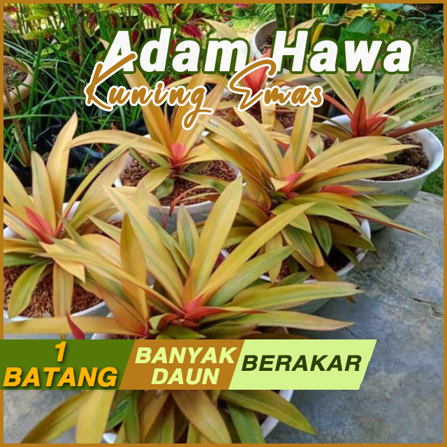 Adam Hawa Kuning