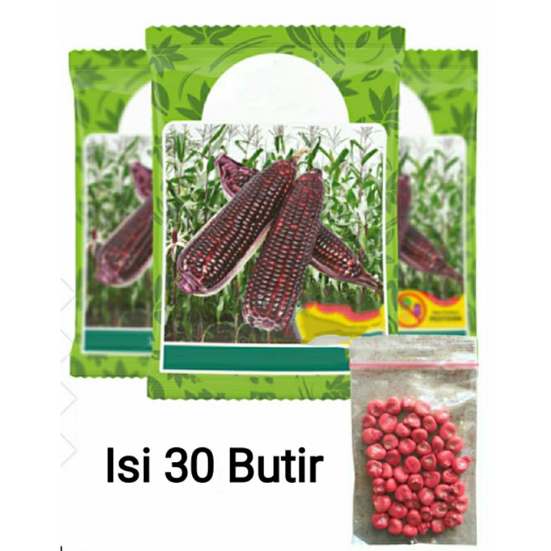 Benih Jagung Pulut Hitam