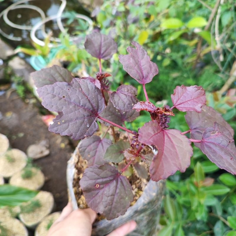 Rosella Merah tanaman Hibiscus Acetosella / Red Panama