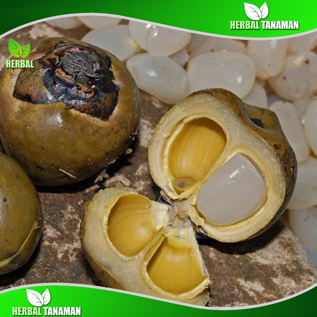 

Kolang Kaling Mentah 1 kg - Buah Kolang Kaling Muda Fresh