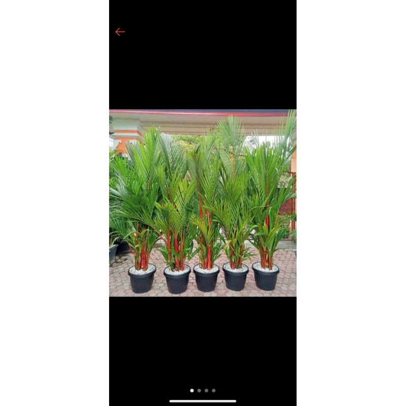 TANAMAN HIAS PALEM MERAH ASLI