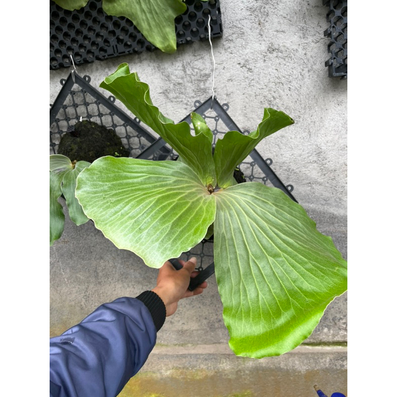 platycerium elephatotis / simbar / gajah ijo