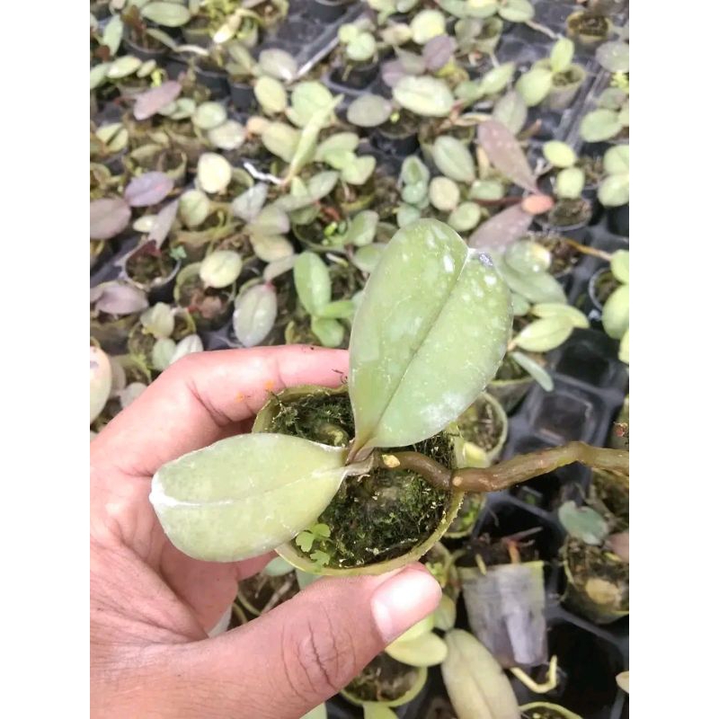 Paket 6 Pot Seedling Anggrek Bulan