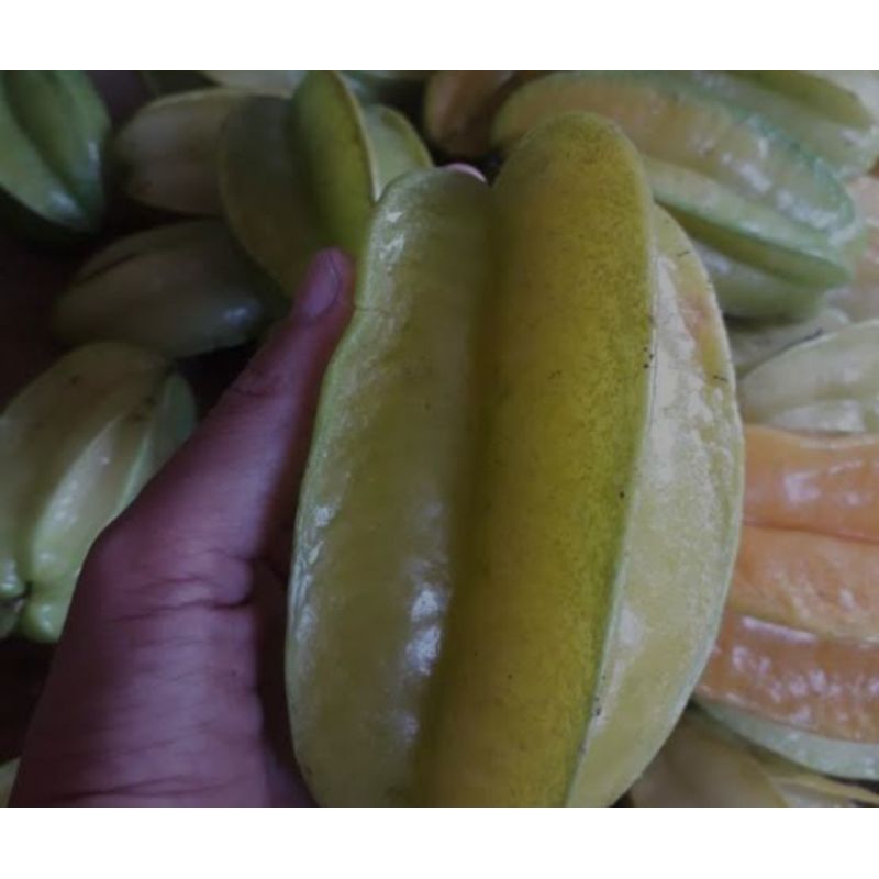 

Terlaris...! belimbing 500gr