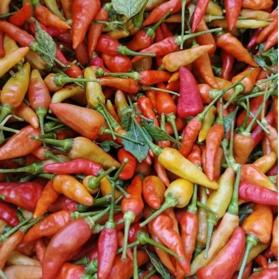 

CABAI RAWIT 1 KG SEGAR /COD/ TERMURAH/ hasil kebun sendiri