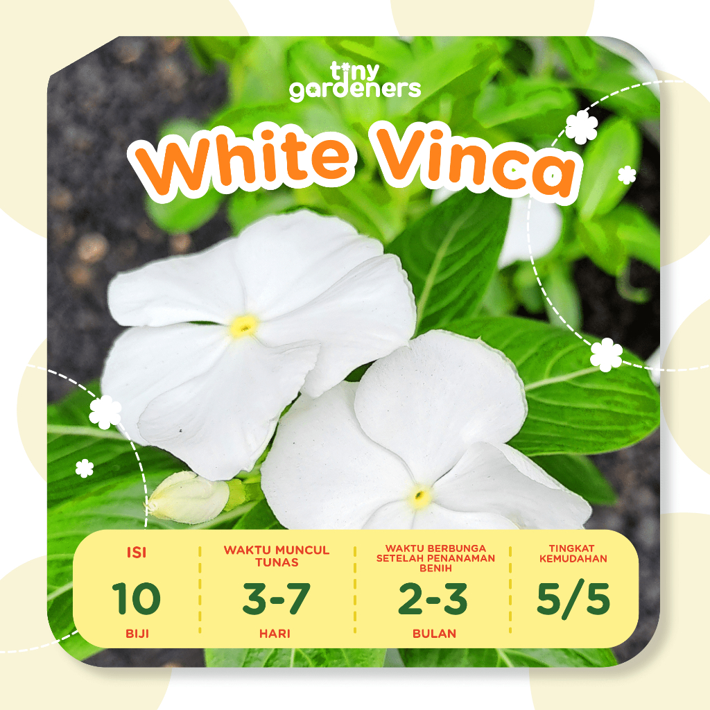 Vinca White / Vinca Putih / Tapak Dara White / Tapak Dara Putih