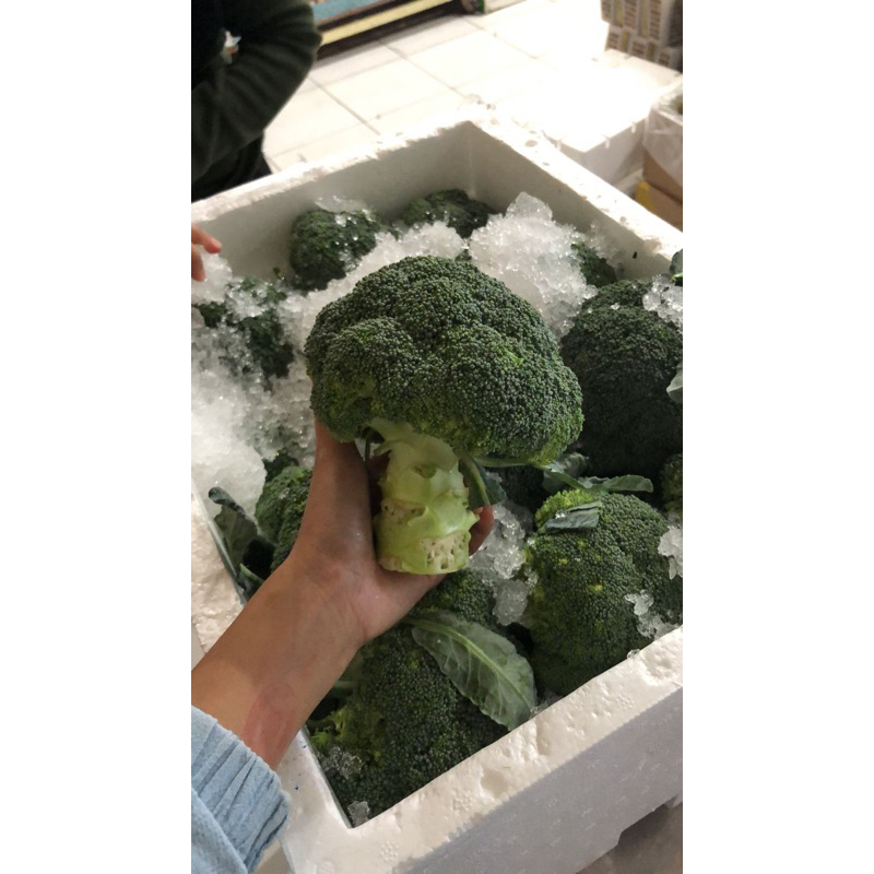 

brokoli per tangkai fresh