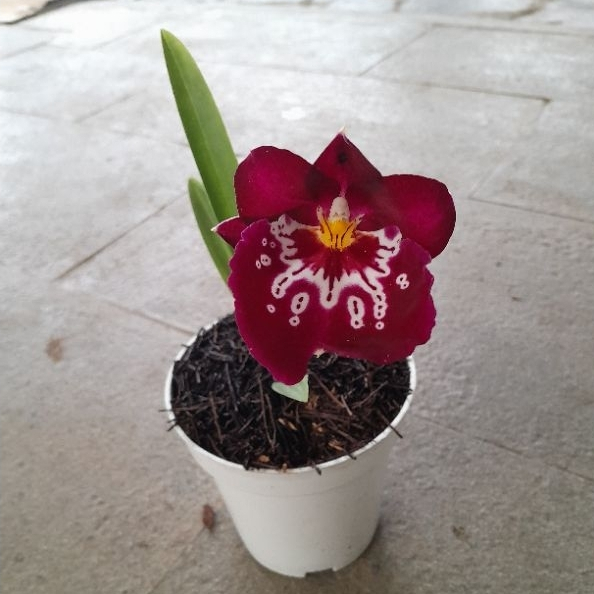 Tanaman Anggrek Miltonia
