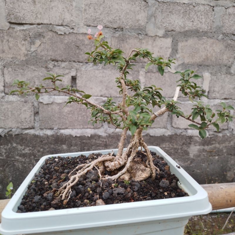 Bibit tanaman bunga sakura mikro bahan bonsai