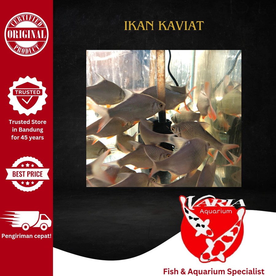 Ikan Hias Kaviat Ikan Hias Air Tawar Kaviat