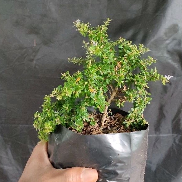saeng simbur super micro Thailand bahan bonsai small