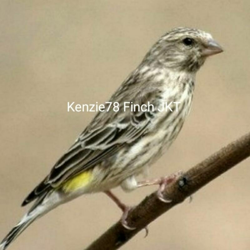 BLACKTHROAT JANTAN PILIHAN