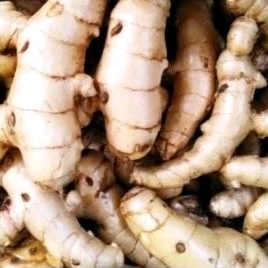 

Temu Putih segar 1kg/Kunyit putih/kunir putih (Curcuma Zedoaria)