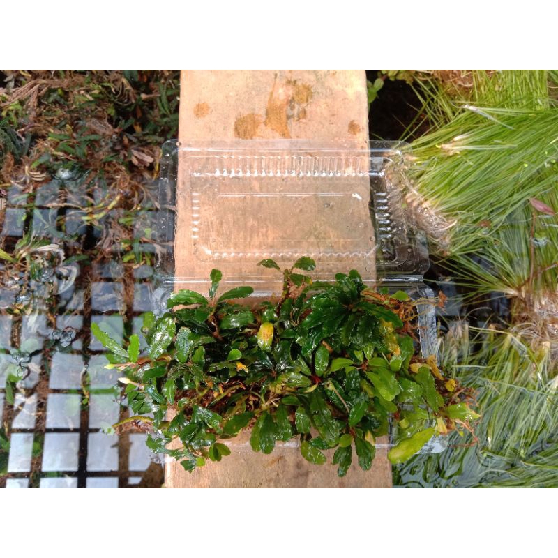 Buce phalandra aquascape