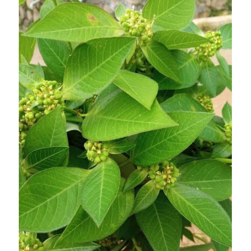 

Daun patikmas daun katemas daun kastroli segar 1 kg-az