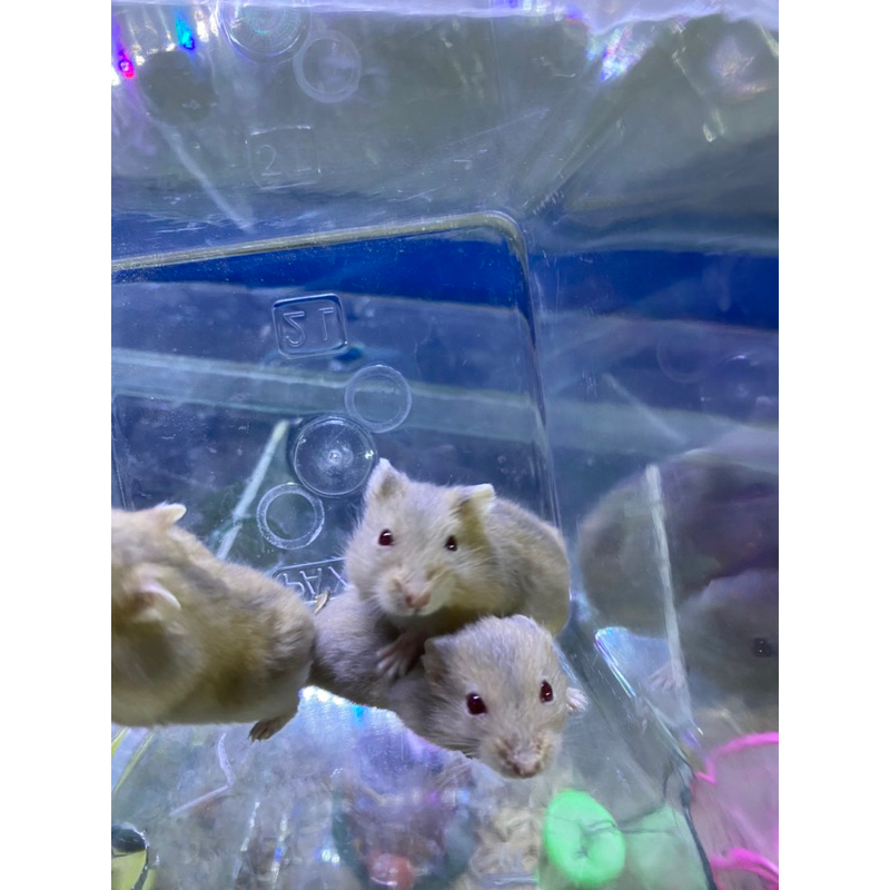 hamster winter white saphire