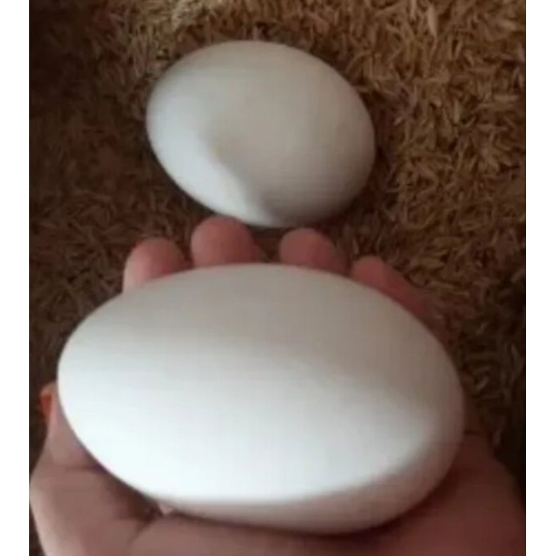 

Telur Angsa Soang Fress 100% Konsumsi
