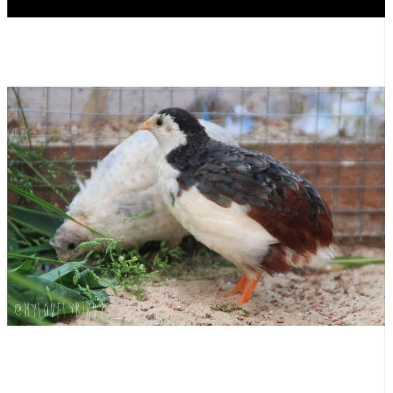 puyuh batu hias untuk Aviary