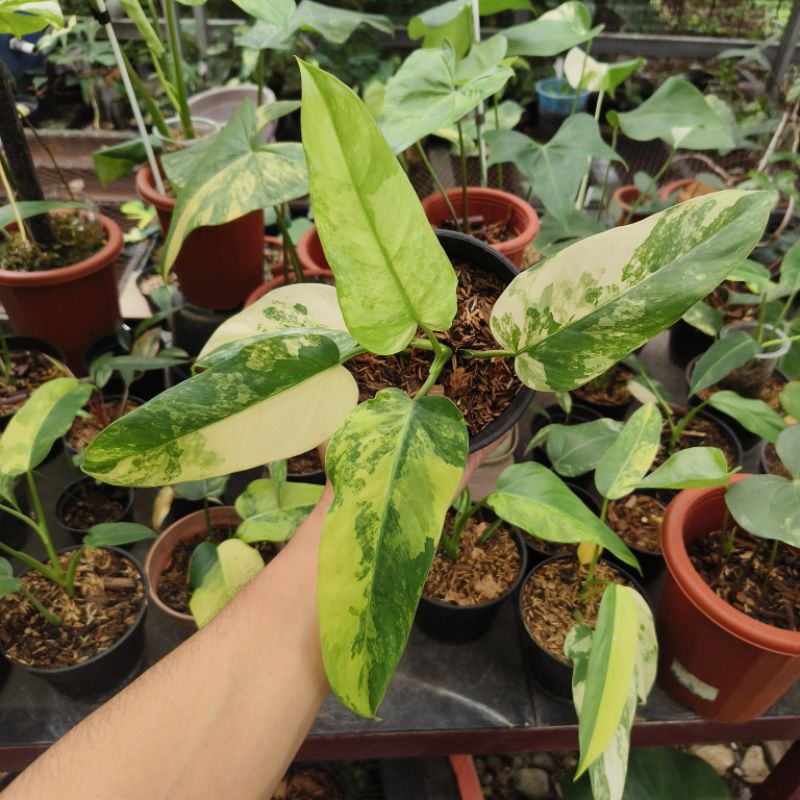 domestikum variegata