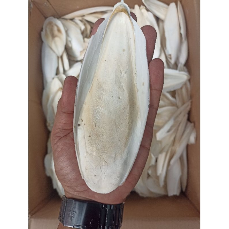 1 pcs - Tulang Sotong 15 cm Cangkang Cumi makanan Hamster burung Kenari Lovebird Parkit Perkutut