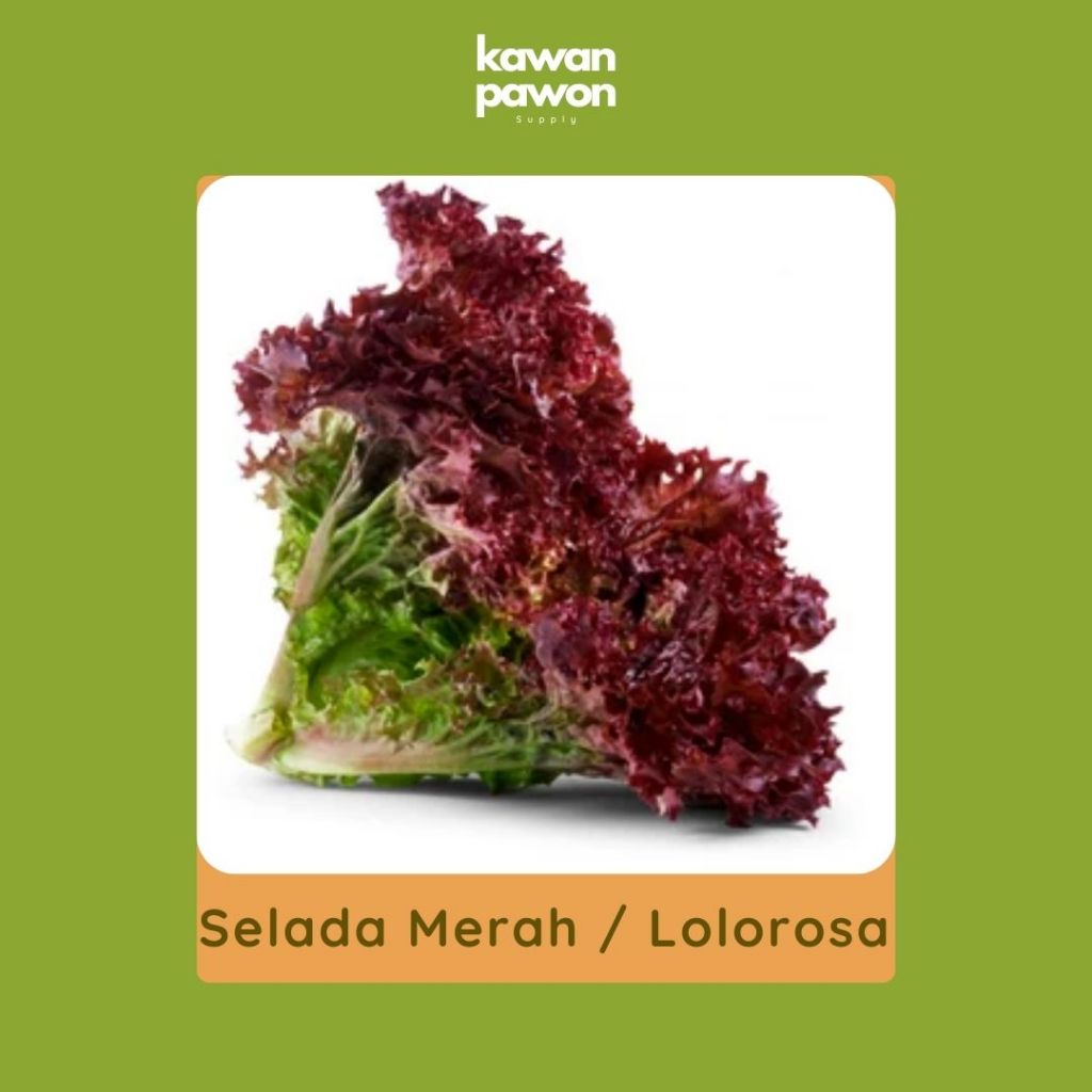 

Selada Merah / Lolorosa Segar
