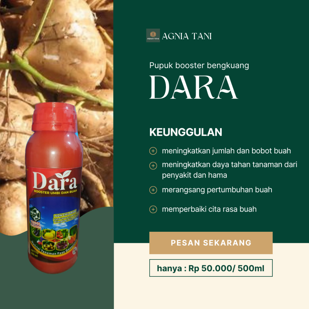 DARA KEMASAN ISI 500ML, Pupuk Bengkoang yang bagus, Booster Pembesar Bengkoang Bengkuang Terbaik