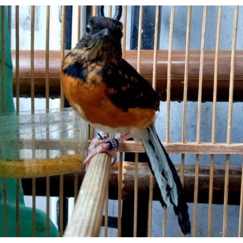 burung murai trotolan jantan ring peternak
