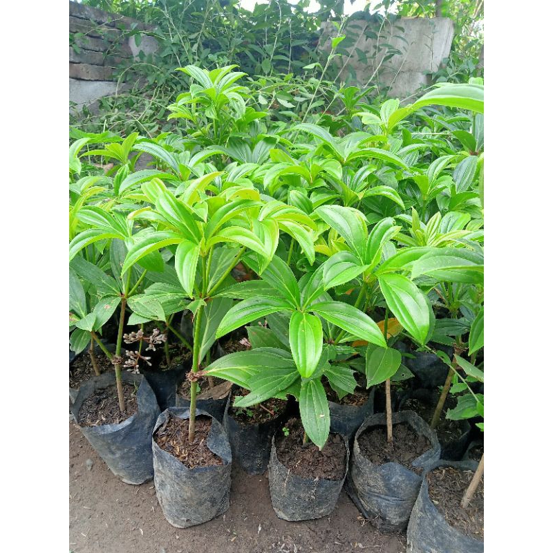 parijoto | bibit parijoto | tanaman parijoto | ukuran sedang