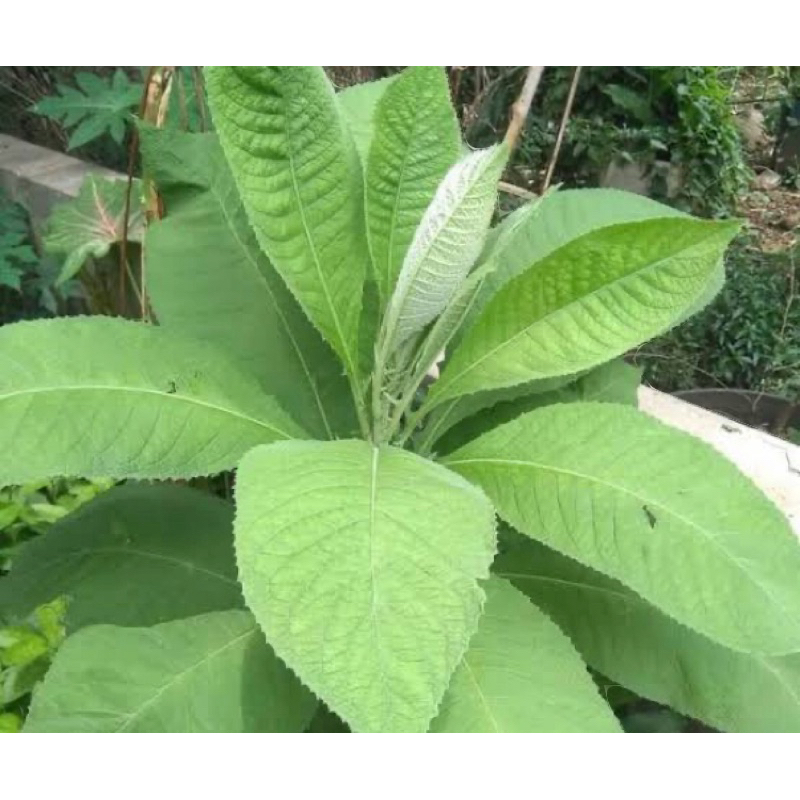 

Daun sembung segar petik langsung 250 gram-az