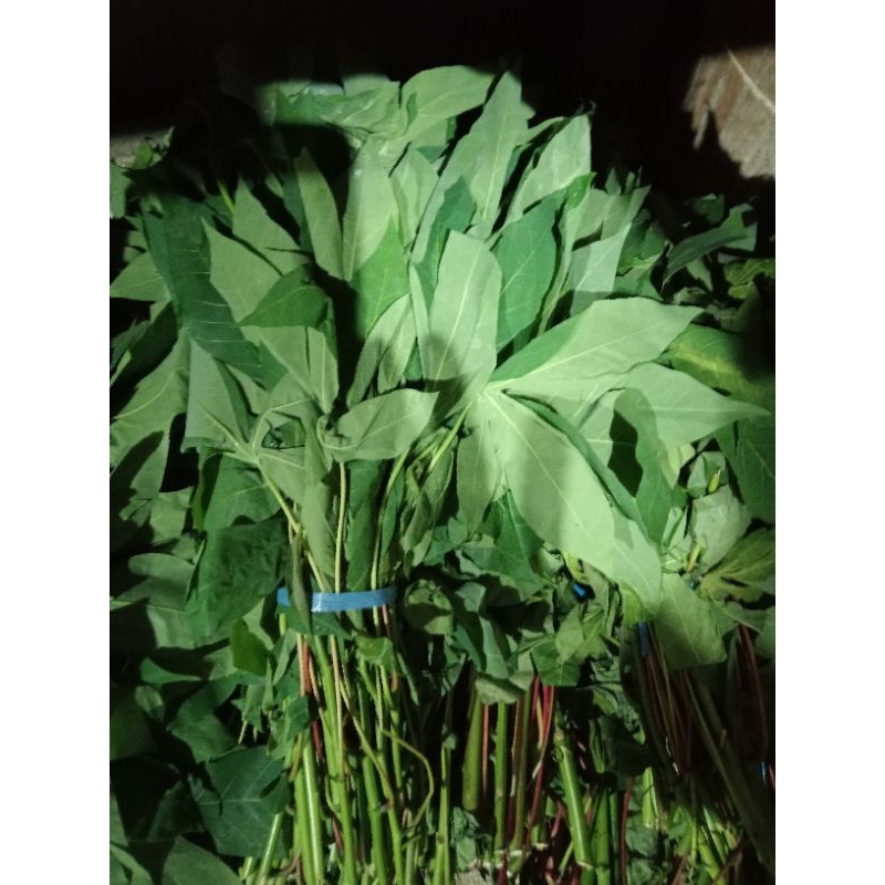 

Daun ketela 1 ikat/daun singkong