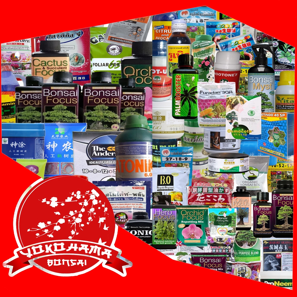 RB YOKOHAMA BONSAI - Gunting Bonsai, Gunting Pruning, Gunting Pruning Bonsai