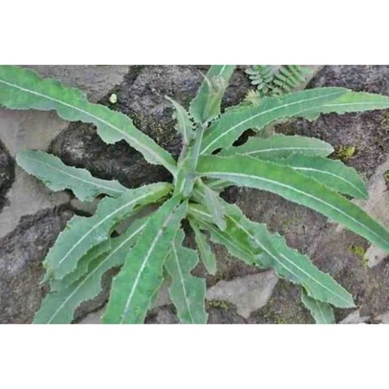 

daun tempuyang segar 250gram