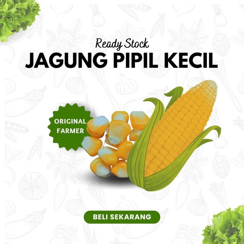 

Jagung Pipil Jagung Kecil Makan Burung Merpati Ayam Bebek Kemasan 1kg