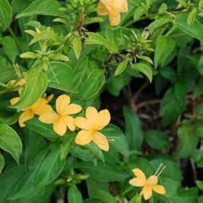 

DAUN LANDEP / DAUN BUNGA LANDAK