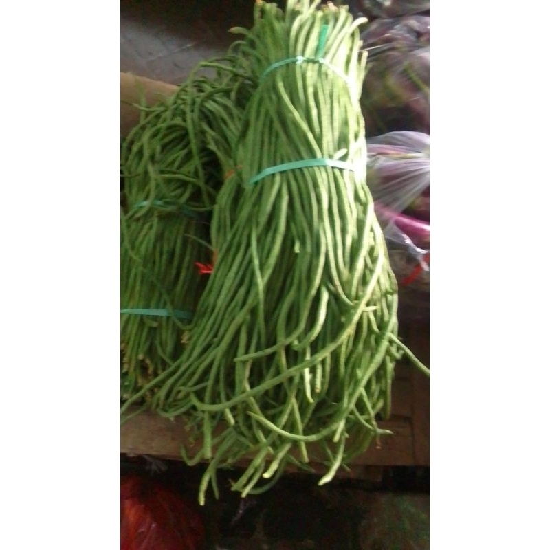 

jamur kuping ketela rambat pohong