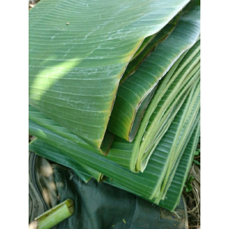 

daun pisang segar per ikat 300gram