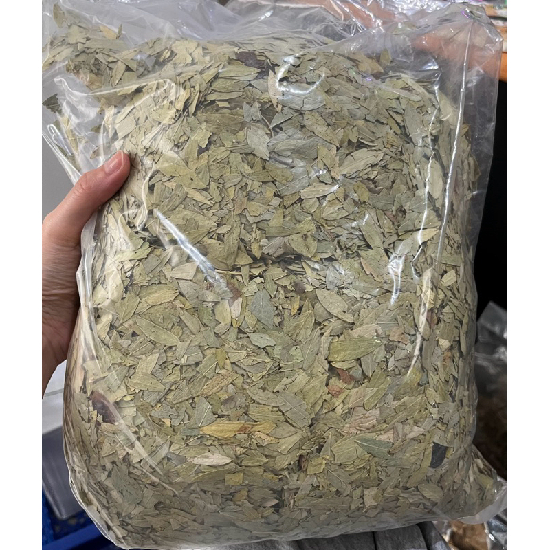 

Termurah Daun Jati Cina Asli Good Quality 100gr - 250gr