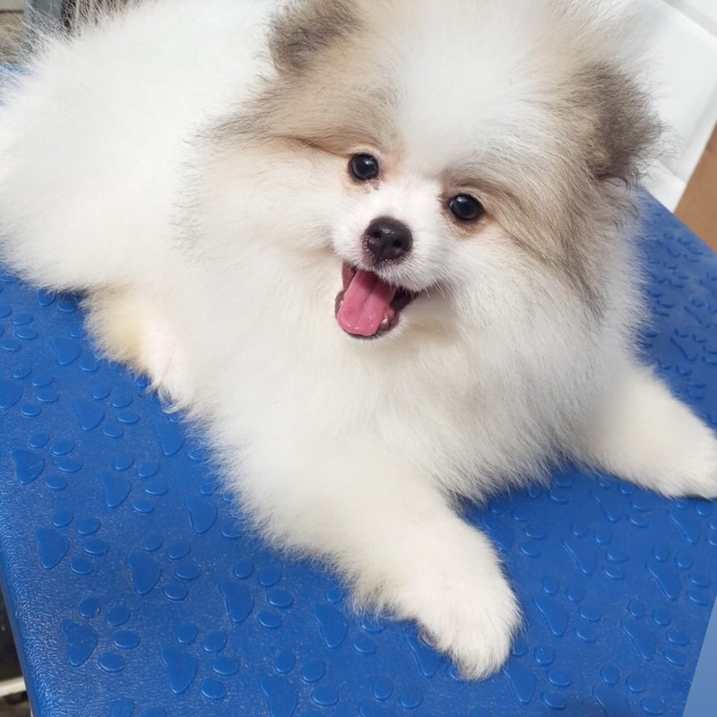 anjing mini pom pomeranian betina high quality