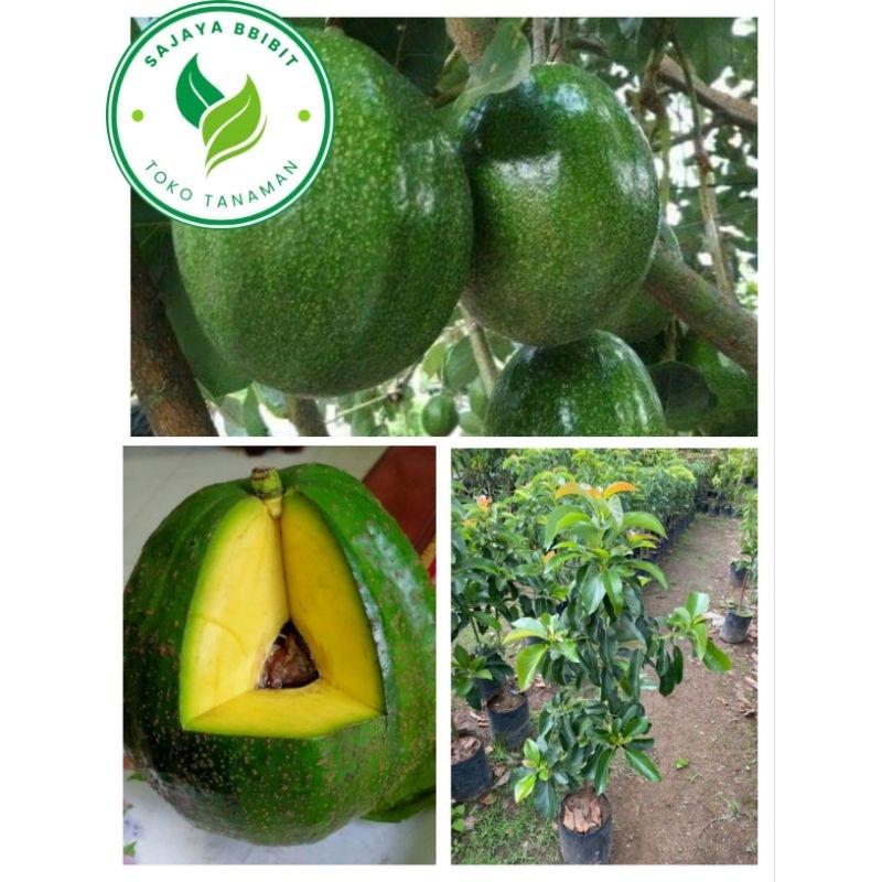 BIBIT ALPUKAT MARKUS 1 METER