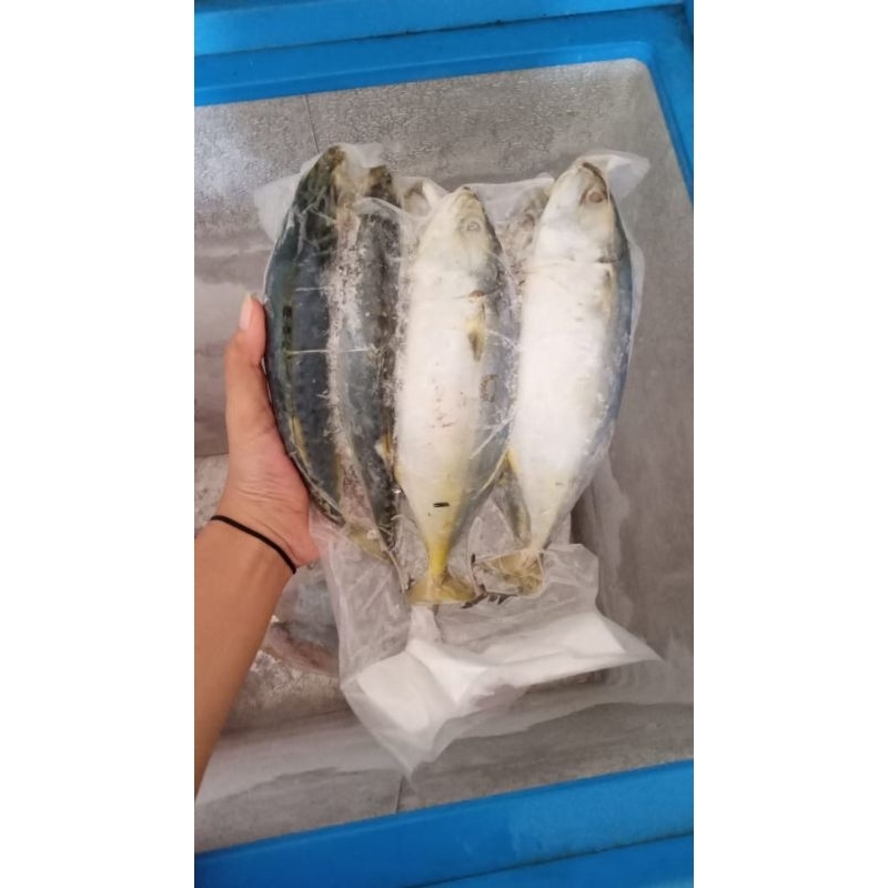 

Kembung frozen 1kg