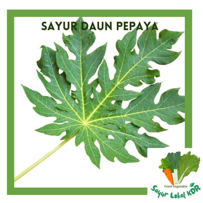 

• SAYUR DAUN MUDA PEPAYA SEGAR BERSIH 1 Ikat