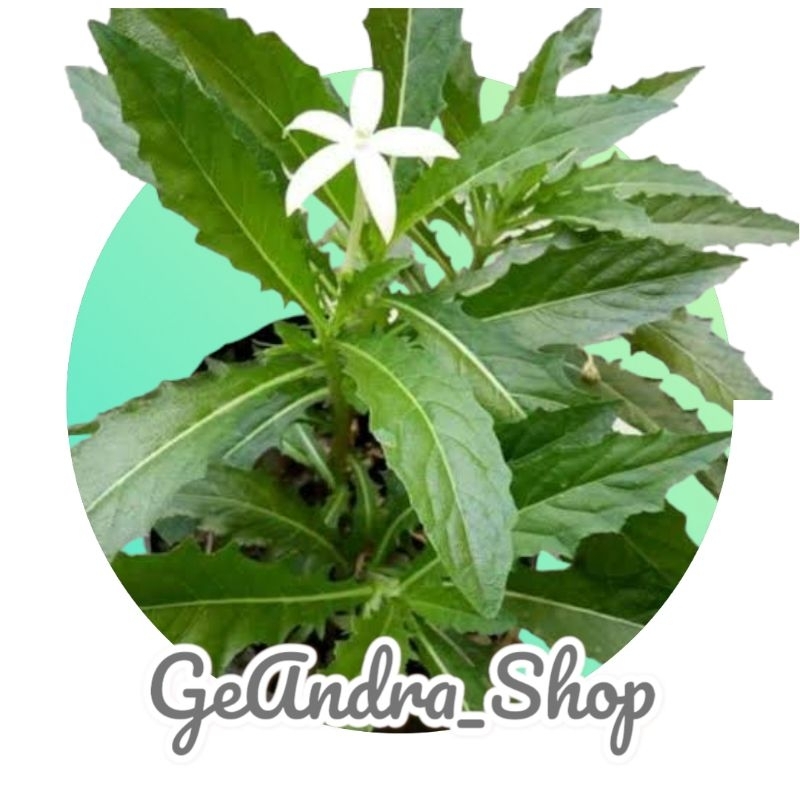 Tetes Mata Herbal Bunga Kitolod