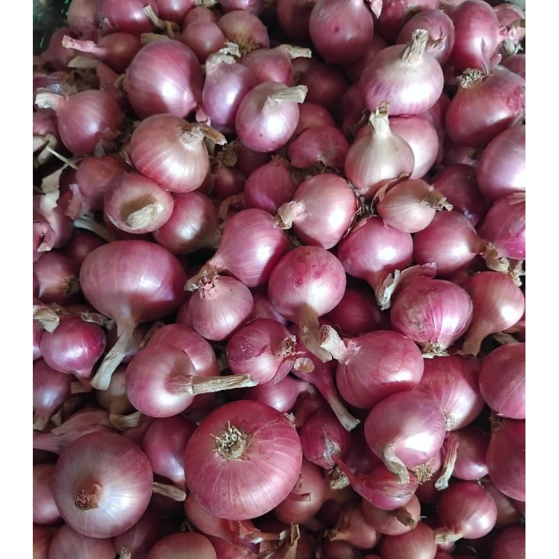 

BAWANG MERAH GARUT SUPER BM LOKAL 1KG