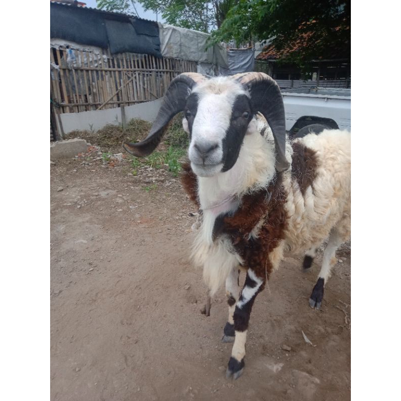 

KAMBING HIDUP_KAMBING QURBAN_KAMBING AQIQAH QURBAN IDUL ADHA