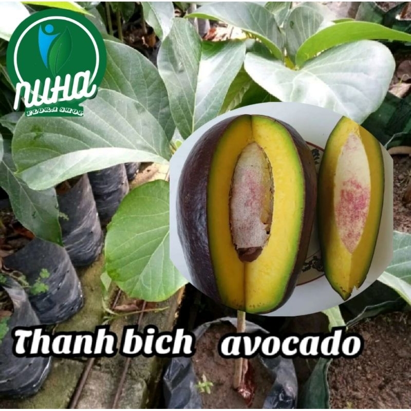 

Bibit alpukat thanh bich super hasil okulasi cepat berbuah