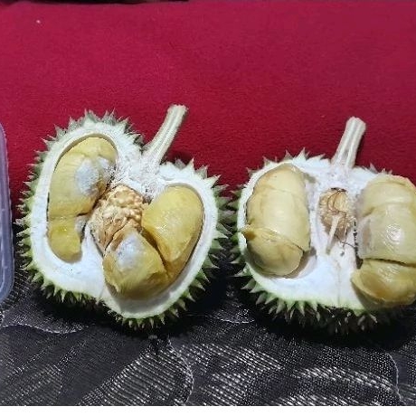 

Durian Kembang Juara 1 Kontes Durian