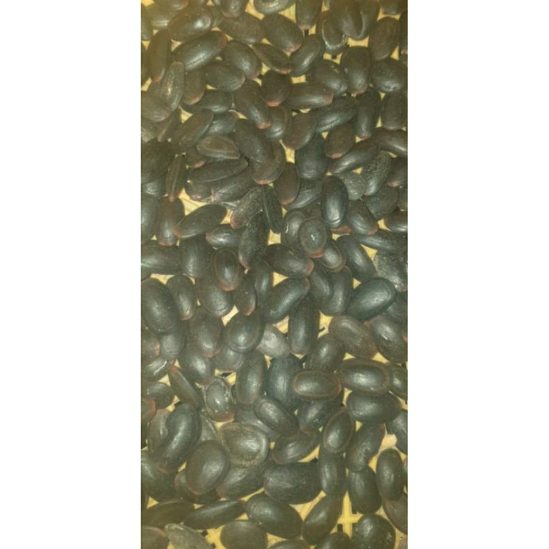 

Biji Kedawung || Dawung 1kg