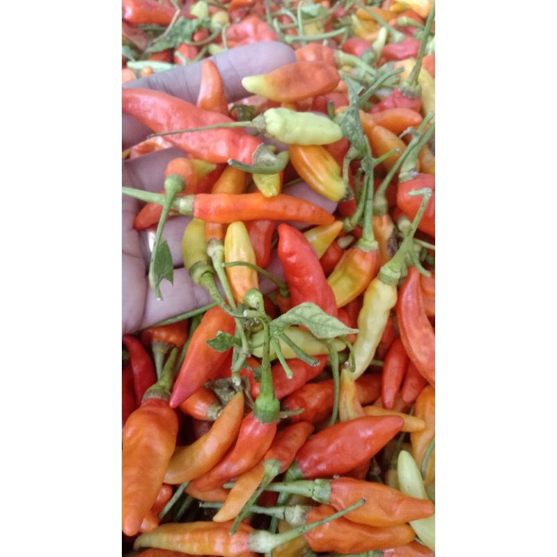 

Cabe rawit 500 gr fresh dari petani